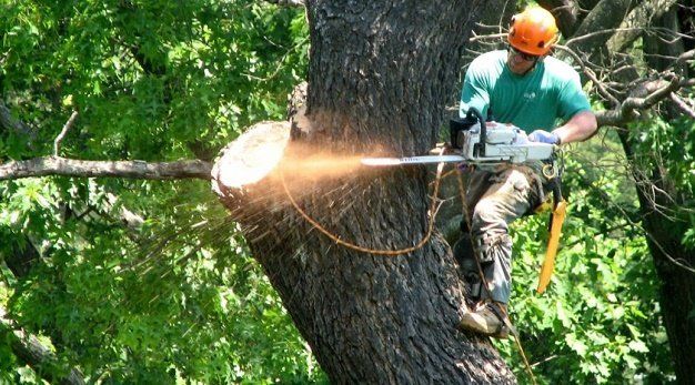 Tree Removal in the Bass Coast Shire Arbor Craft Tree Services